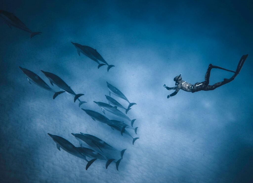Sataya dolphin reef
